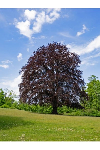 Бук європейський Atropunicea Purpurea 
